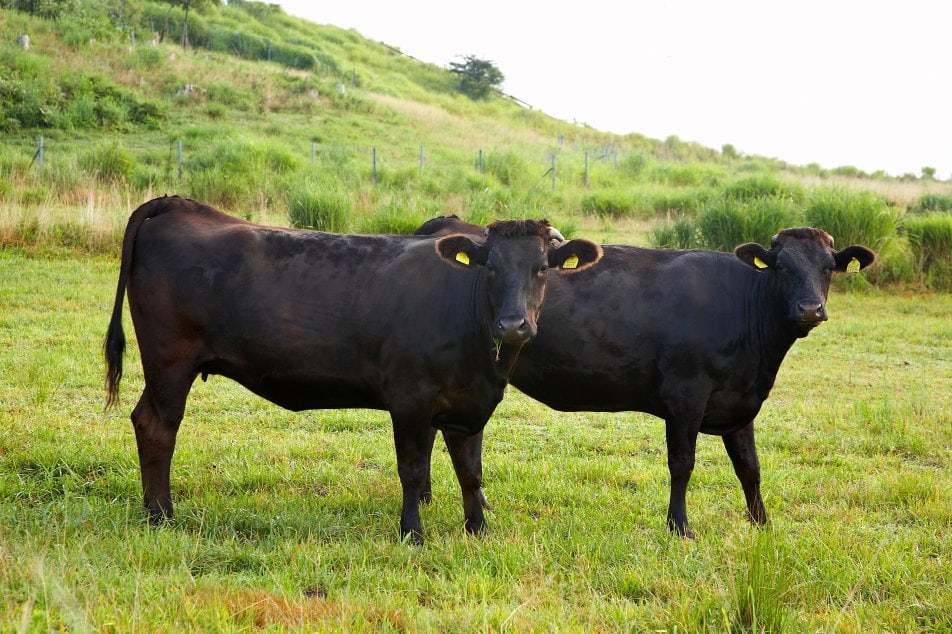 Wagyu Rinder auf der  Weide